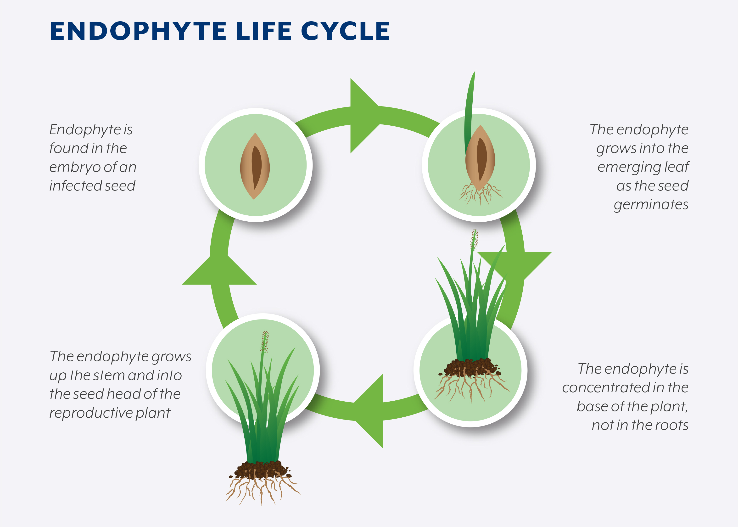 Endophyte Life Cycle